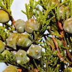 cypress essential oil