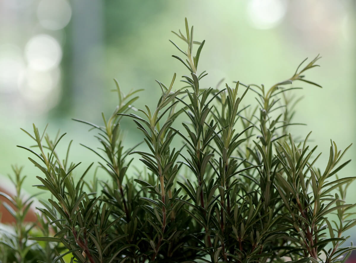 romero plant