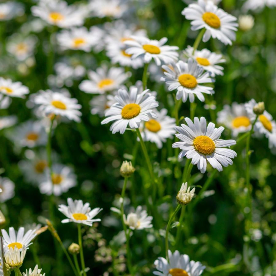 Blue Chamomile essential oil