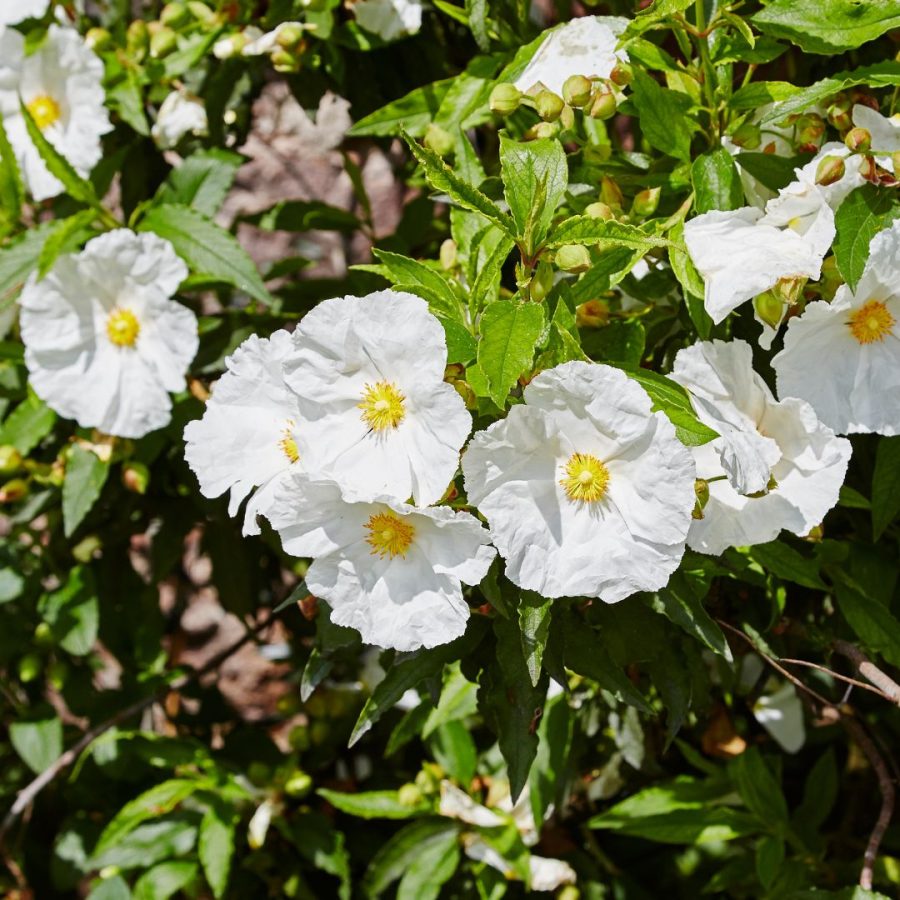 Hidrolato de Jara