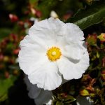 Cistus/Rock Rose essential oil