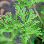 citronella essential oil