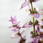 clary sage essential oil