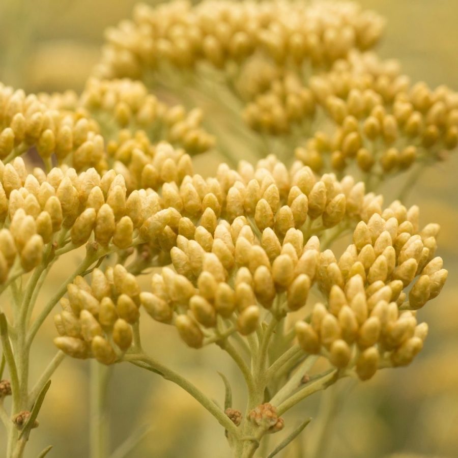 Aceite esencial de Helichrysum Italicum