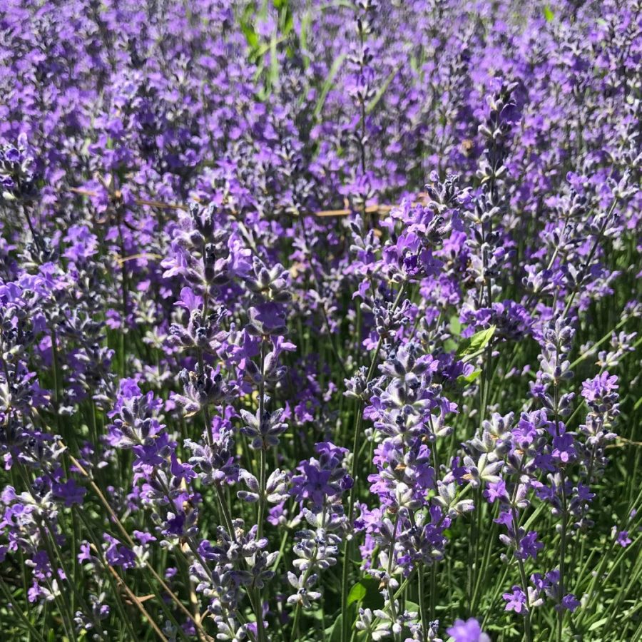 Hidrolato de Lavanda