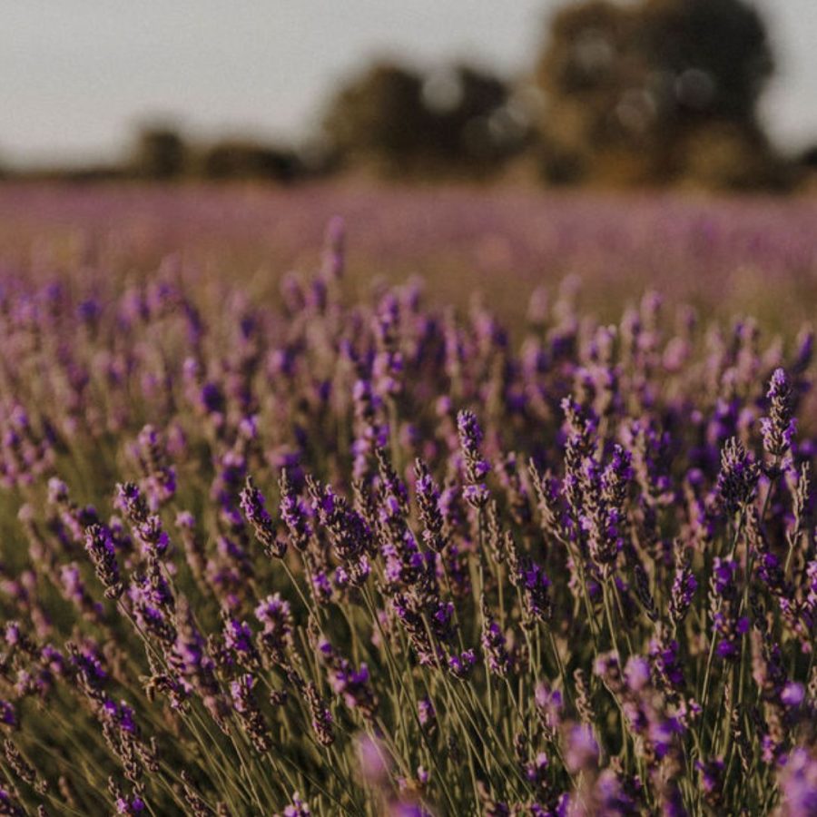 Aceite esencial de Lavanda Ecológico