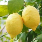 lemon petitgrain essential oil