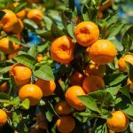mandarin essential oil