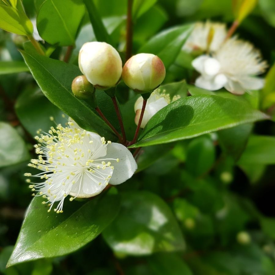 Aceite esencial de Mirto