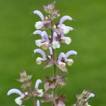 organic clary sage essential oil