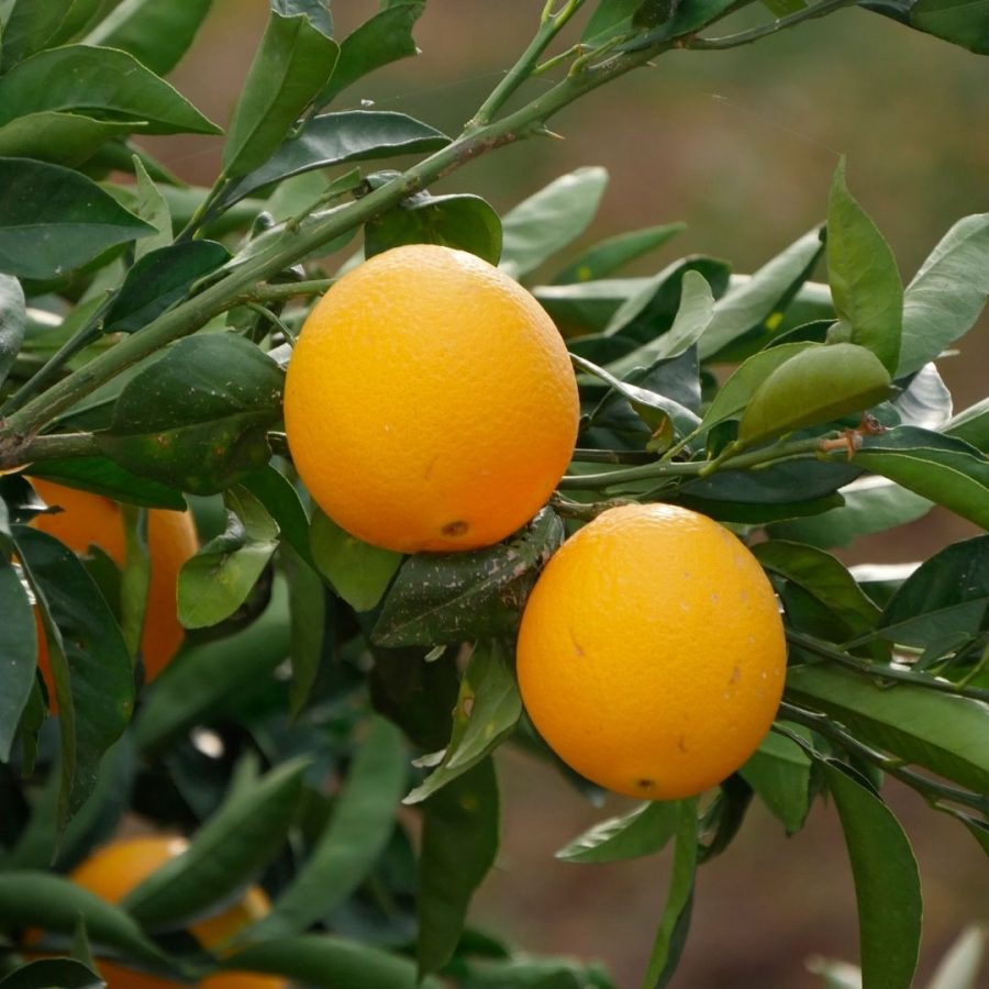 Aceite esencial de Naranja