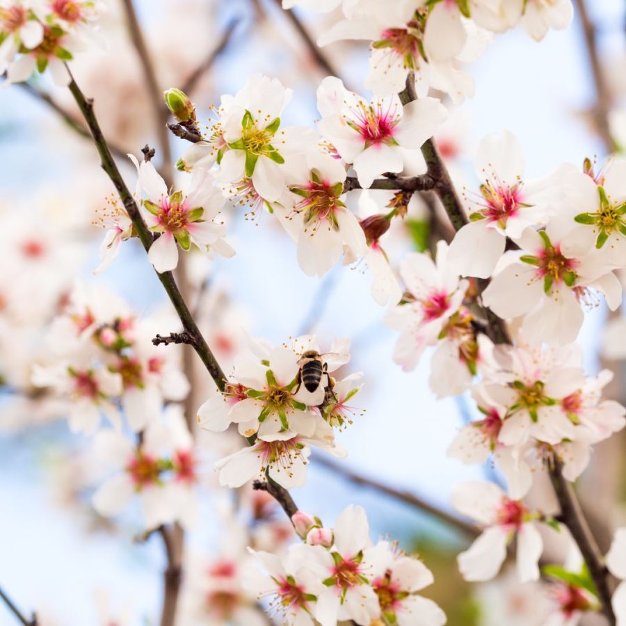 Organic Almond Oil