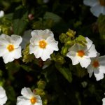 Organic Cistus essential oil