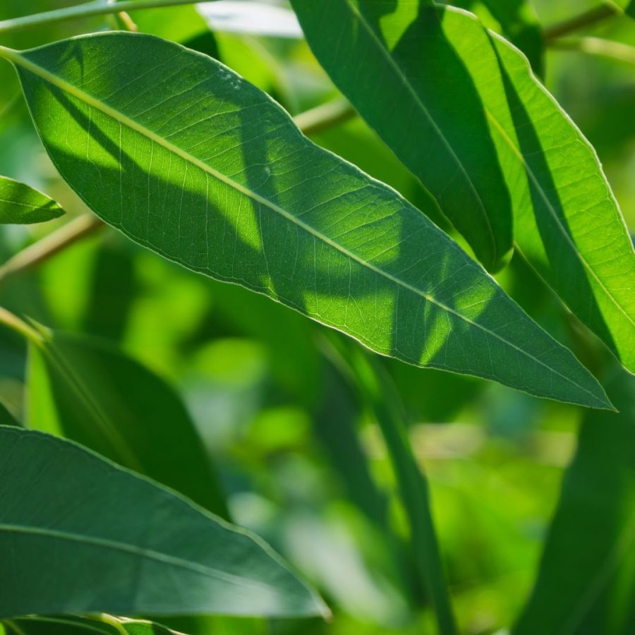 Hidrolato de Eucalipto Ecológico