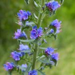 Organic Hyssop essential oil