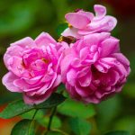 organic rose hydrolat