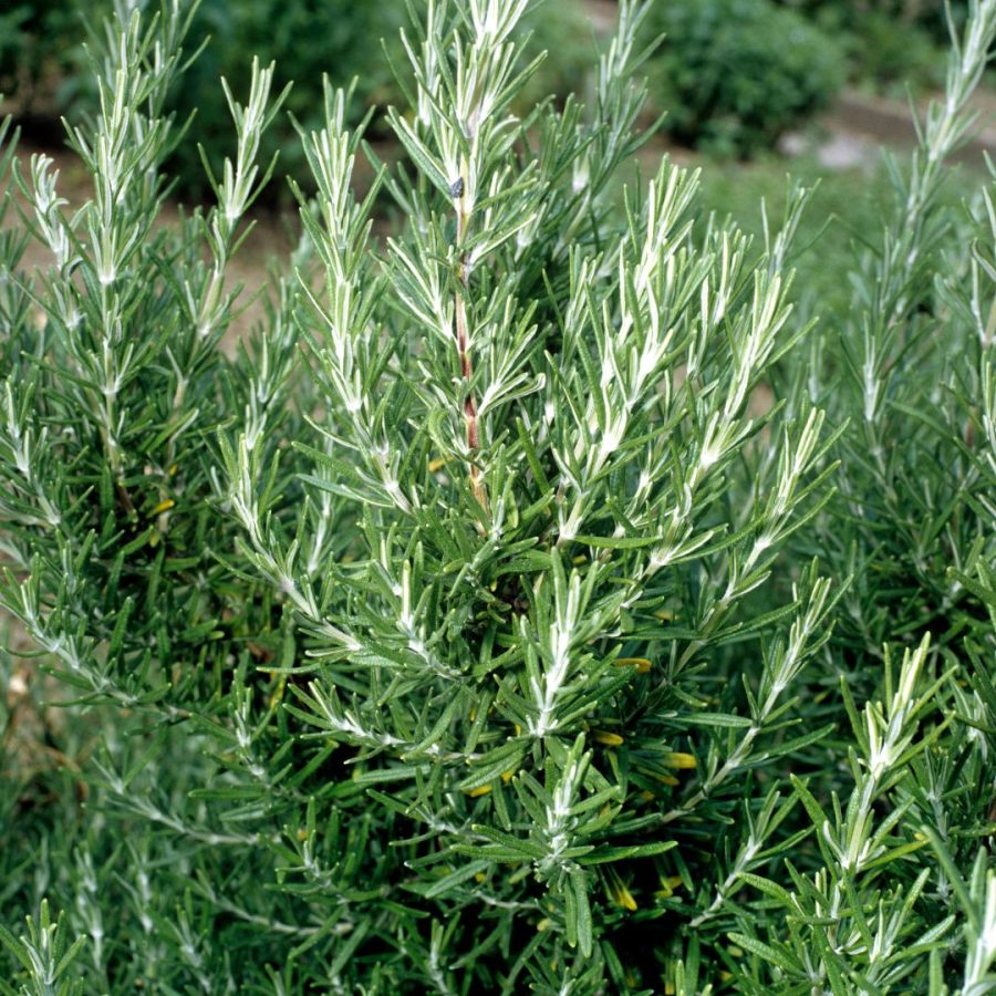 Hidrolato de Romero Ecológico