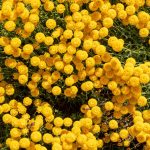 Organic Santolina Chamomile essential oil