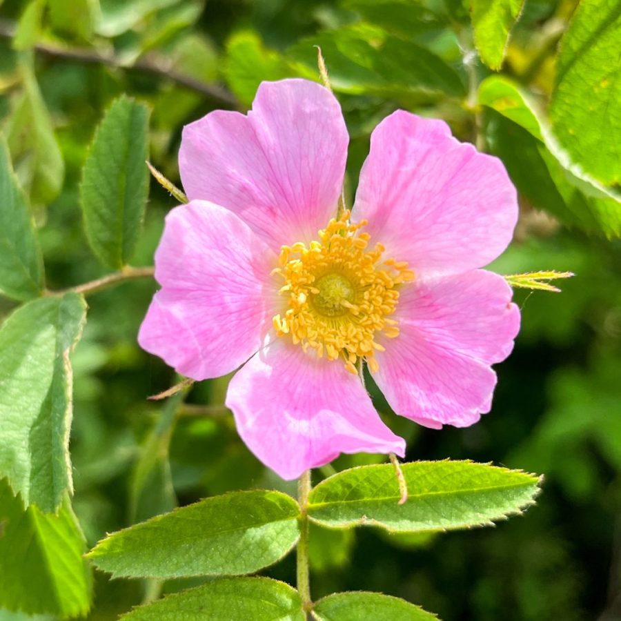 Rosehip Oil
