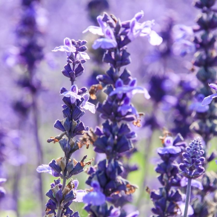 Aceite esencial de Salvia