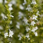 savory essential oil