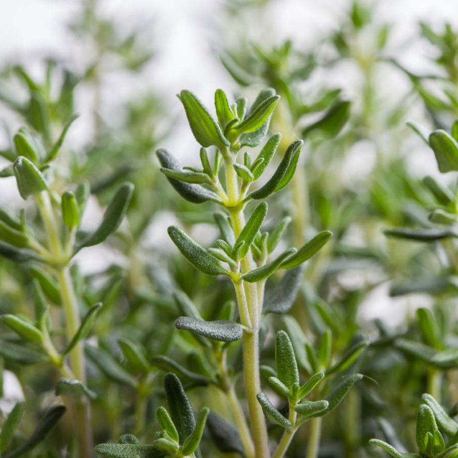 Aceite esencial de Orégano Carrasqueño