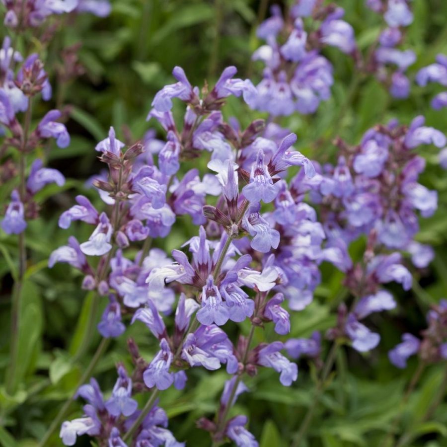 Aceite esencial de Salvia Española
