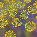 sweet fennel essential oil