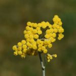 Organic Helichrysum italicum essential oil