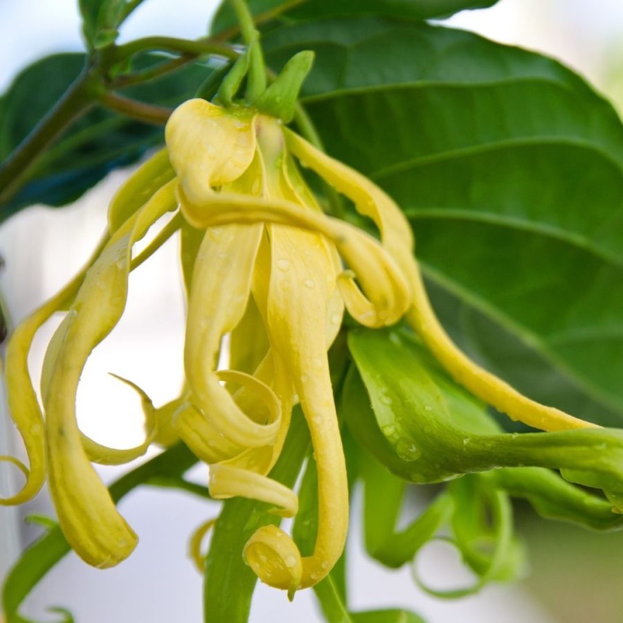 Aceite esencial de Ylang Ylang III
