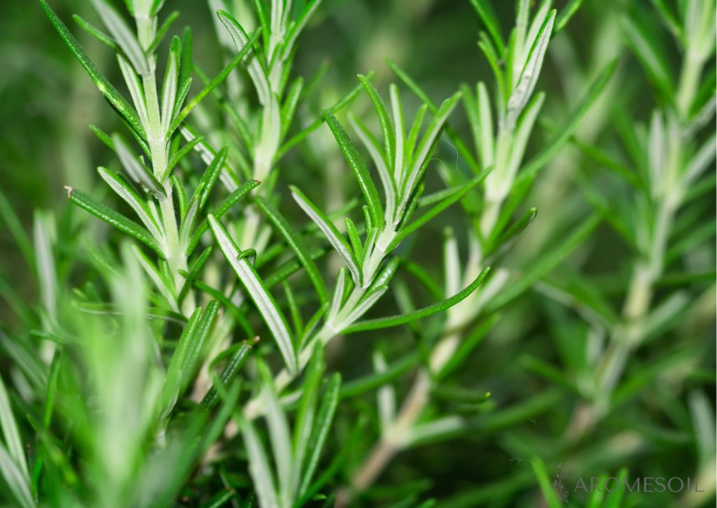 Aceite Esencial de Romero