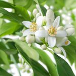 organic azahar neroli