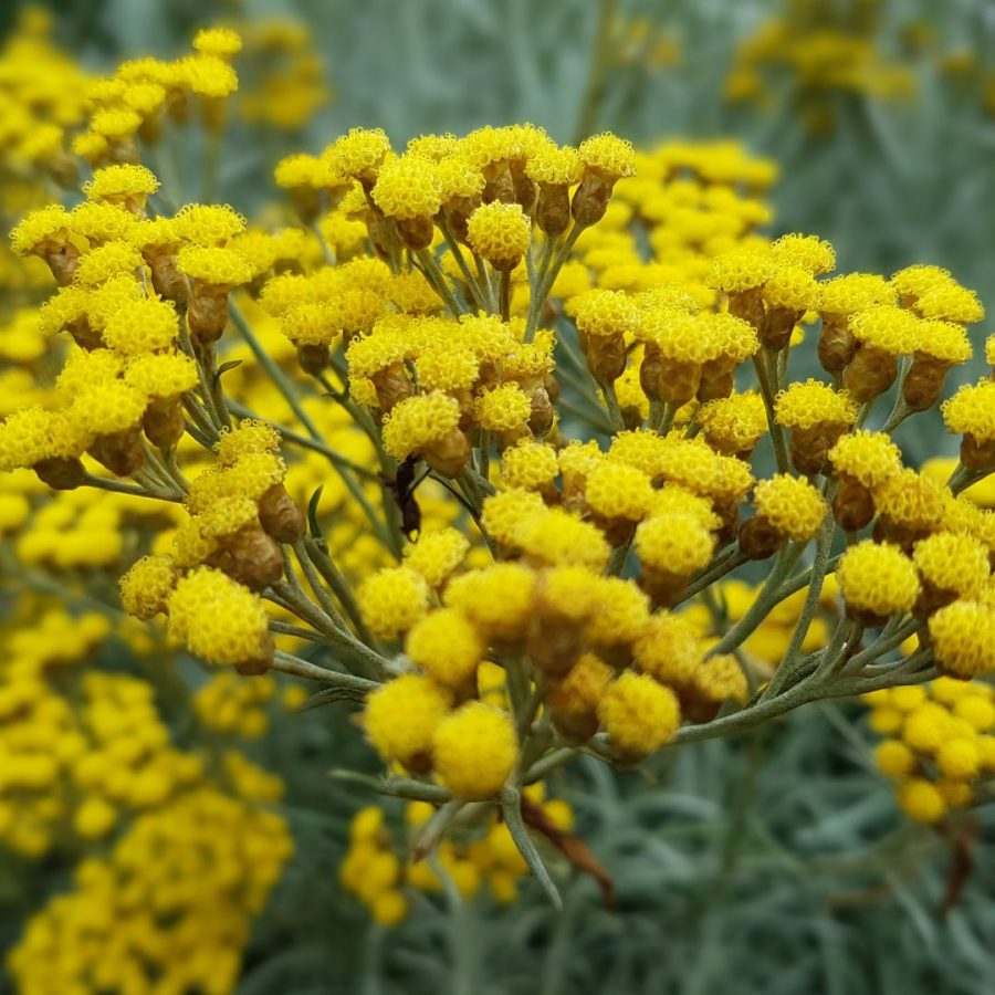 Hidrolato de Helichrysum Italicum Ecológico