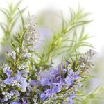 organic rosemary cineol