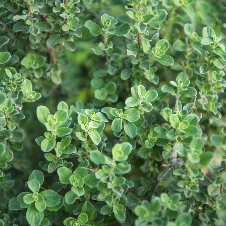 Aceite esencial de Mejorana Dulce Ecológico