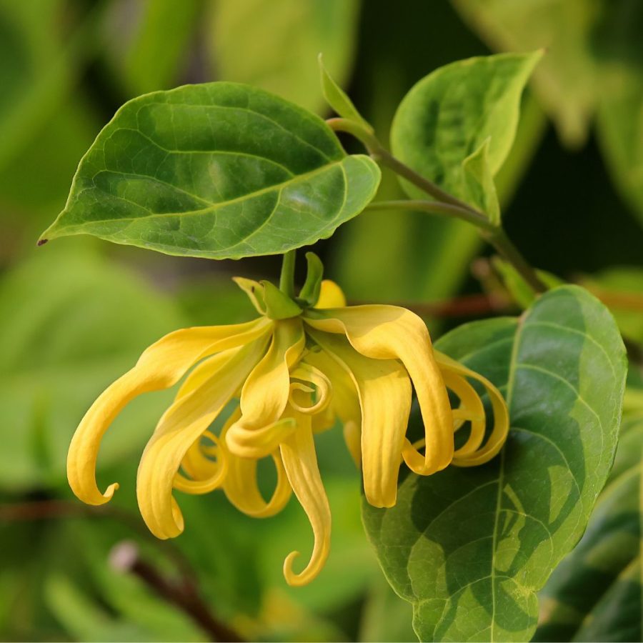 Aceite esencial de Ylang Ylang Totum