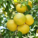 organic white grapefruit essential oil