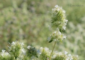 spanish marjoram essential oil