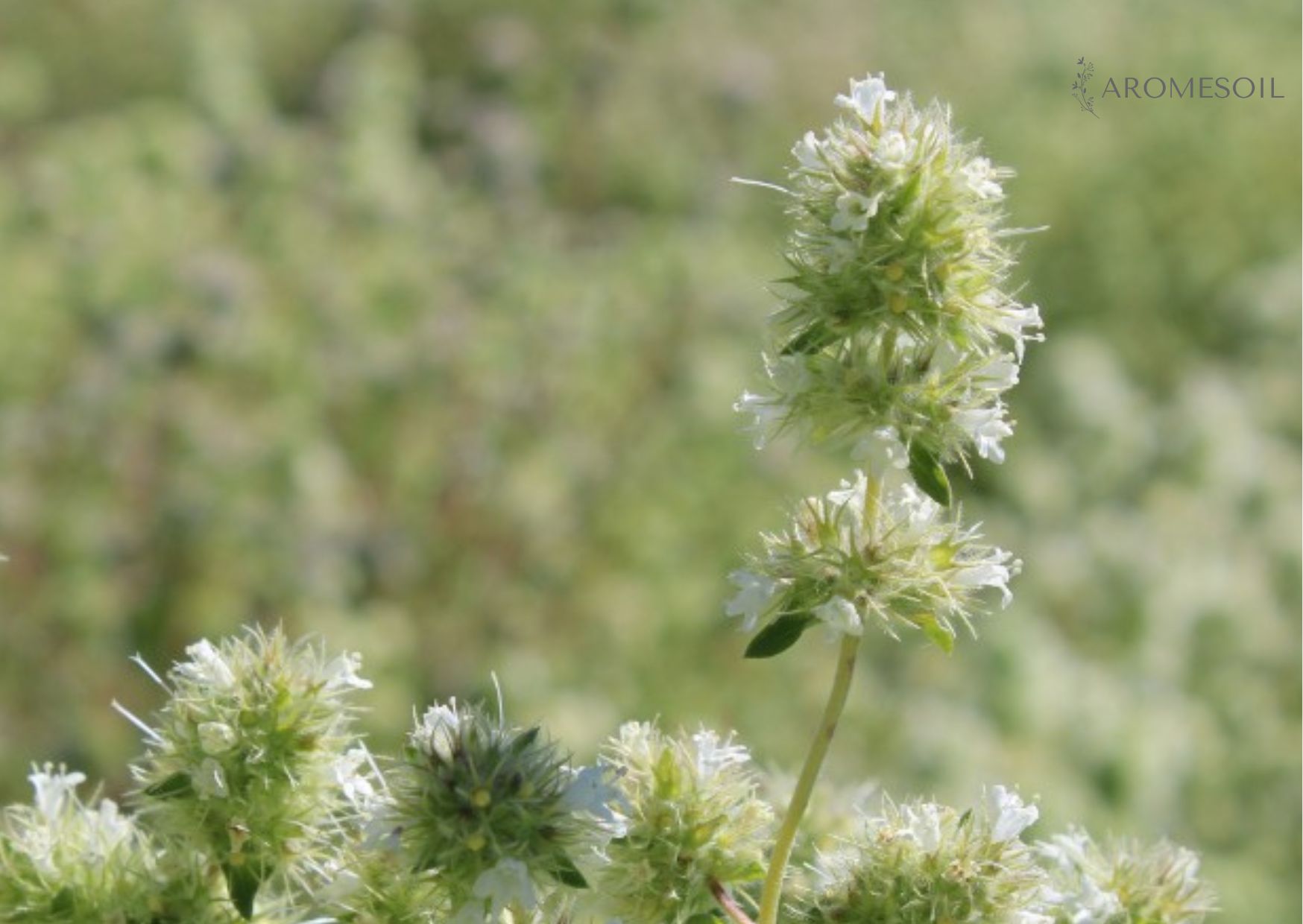spanish marjoram essential oil